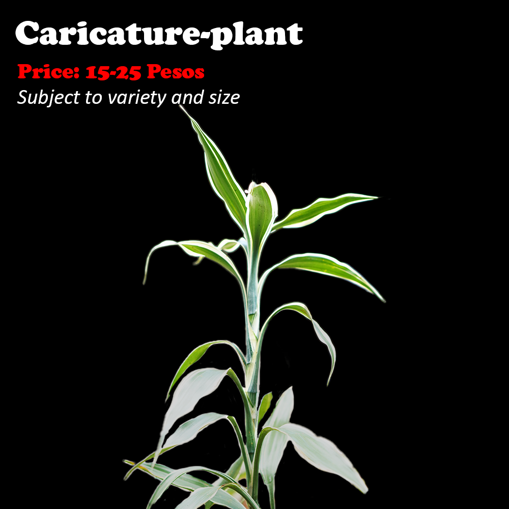 Fortunte-Plant-Variegated-1