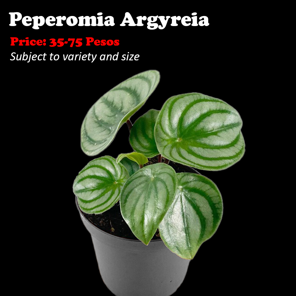 Peperomia-Argyreia-1