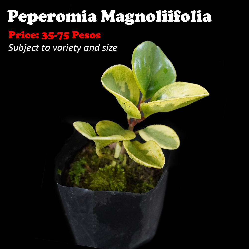 Peperomia magnoliifolia 1