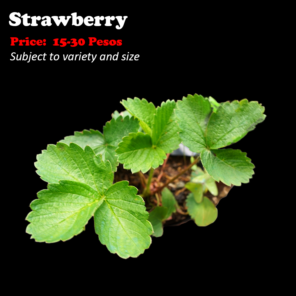 Strawberry